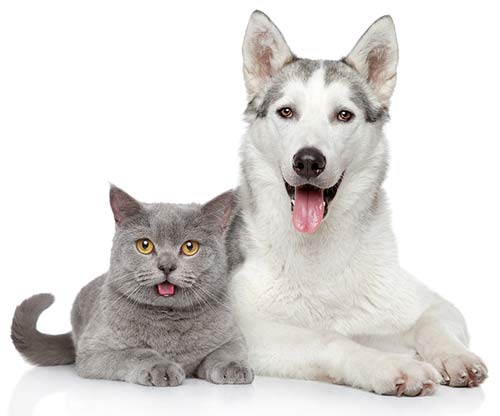 pets